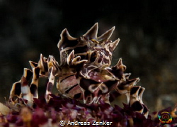 Zebra crab with eggs by Andreas Zenker 